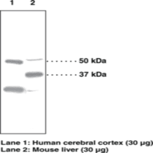 PPAR(delta) Polyclonal Antibody avatar