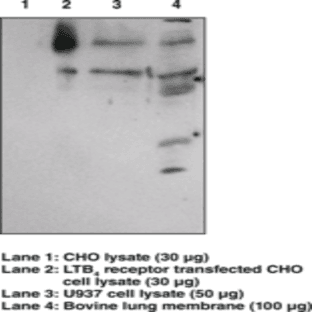 BLT1 Receptor Polyclonal Antibody