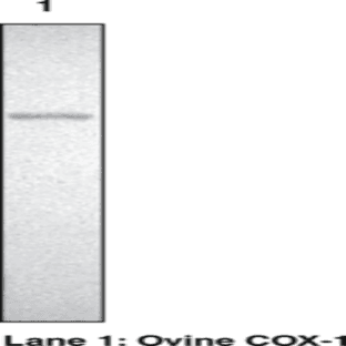 COX Polyclonal Antibody avatar