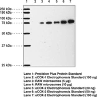 COX-2 (mouse) Polyclonal Antibody (aa 570-598) avatar