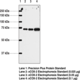COX-2 (human) Polyclonal Antibody