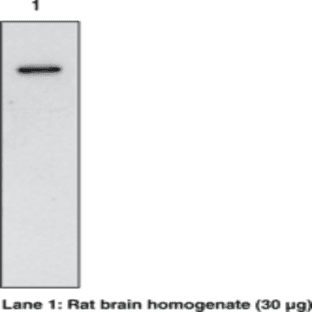 COX-1 (mouse) Polyclonal Antibody avatar