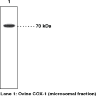 COX-1 Monoclonal Antibody (Clone CX111) avatar