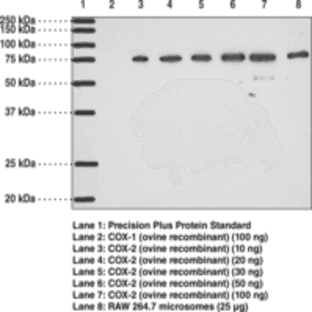 COX-2 (mouse) Polyclonal Antibody (aa 584-598)