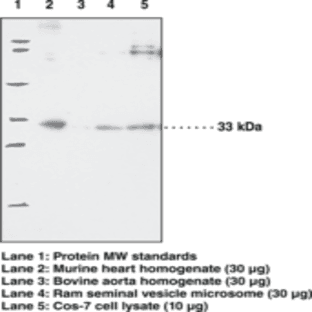 Prostaglandin E Synthase-2 (microsomal) Polyclonal Antibody avatar