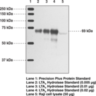 Leukotriene A4 Hydrolase Polyclonal Antibody avatar