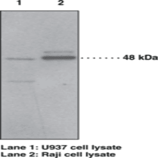 PAF Receptor (human) Polyclonal Antibody