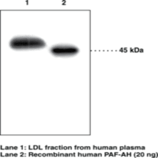 PAF Acetylhydrolase (human) Polyclonal Antibody