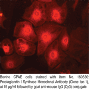 Prostaglandin I Synthase Monoclonal Antibody (Clone isn-1) avatar
