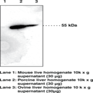 Thromboxane B2 11-dehydrogenase Polyclonal Antiserum avatar