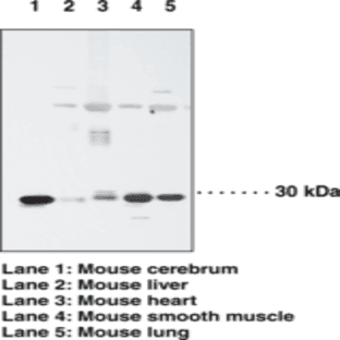 ARC Polyclonal Antibody