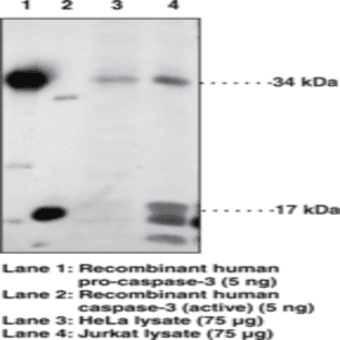 Caspase-3 (human) Polyclonal Antibody avatar