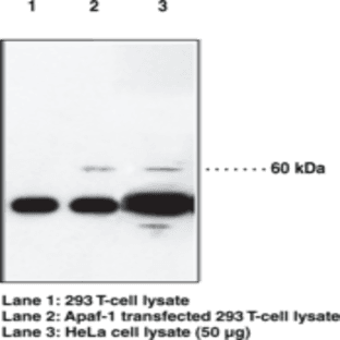 Apaf-1 Polyclonal Antibody avatar