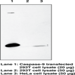 Caspase-9 Polyclonal Antibody avatar
