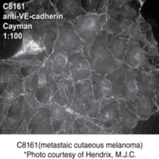 VE-Cadherin Polyclonal Antibody avatar