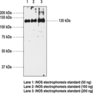 iNOS Polyclonal Antibody avatar