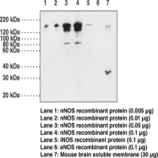 nNOS Polyclonal Antibody