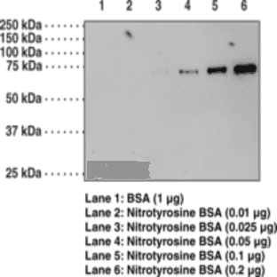 Nitrotyrosine Monoclonal Antibody avatar
