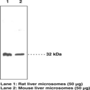 11(beta)-Hydroxysteroid Dehydrogenase (Type 1) Polyclonal Antibody