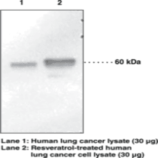 p53 Monoclonal Antibody (Clone BP53-12)