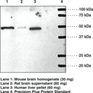 S1P1 Polyclonal Antibody