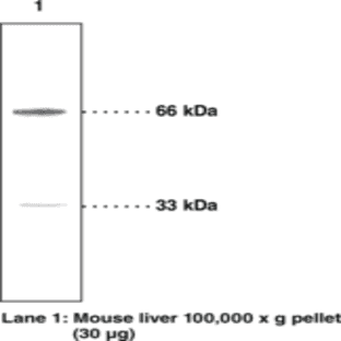 PINK1 Polyclonal Antibody avatar