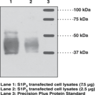S1P3 Polyclonal Antibody