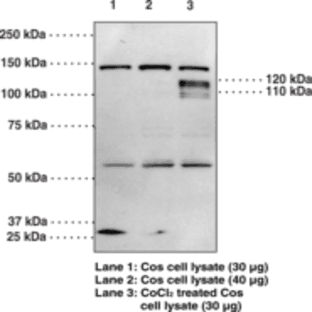 HIF-1(alpha) (C-Term) Polyclonal Antibody