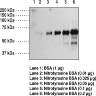 Nitrotyrosine (Peptide) Polyclonal Antibody avatar