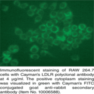 LDL Receptor Polyclonal Antibody avatar