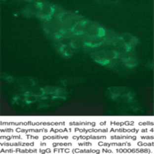 ApoA1 Polyclonal Antibody