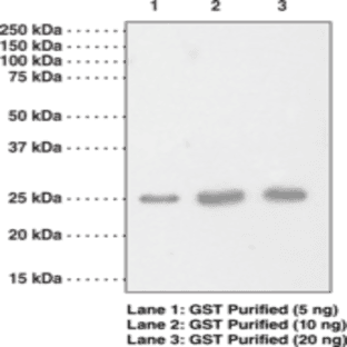 Glutathione S-Transferase Polyclonal Antibody