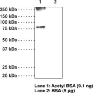 Acetyl Lysine Monoclonal Antibody (Clone 7F8) avatar