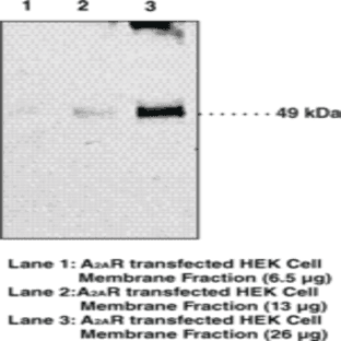 Adenosine Receptor A2A Monoclonal Antibody (Clone 7FG-G5-A2) avatar