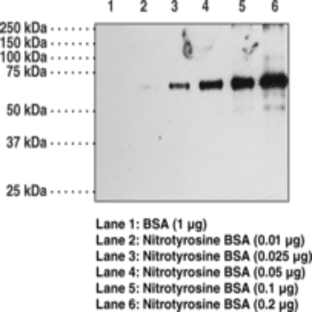 Nitrotyrosine Polyclonal Antibody avatar
