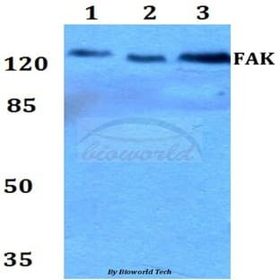 FAK (P906) pAb avatar