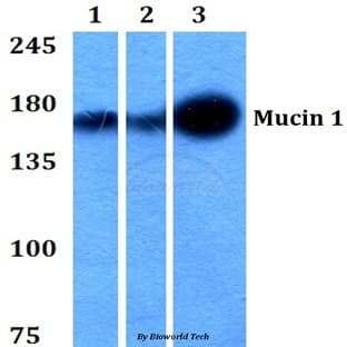 Mucin 1 (S1239) pAb avatar