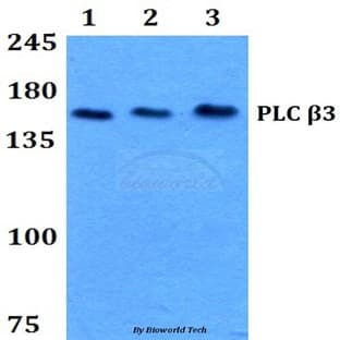PLC (beta)3 (L532) pAb avatar