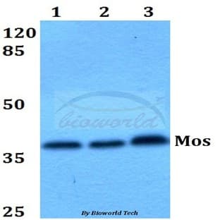 Mos (T93) pAb avatar