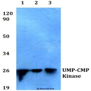 UMP-CMP Kinase (E36) pAb avatar