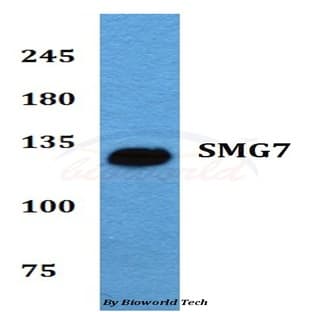 SMG7 (K548) pAb avatar