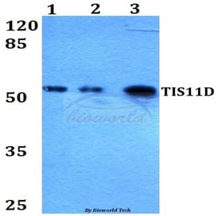 TIS11D (H243) pAb avatar