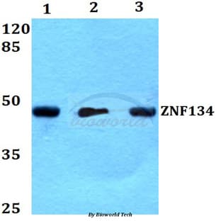 ZNF134 (K72) pAb avatar