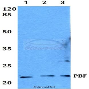 PBF (R151) pAb avatar