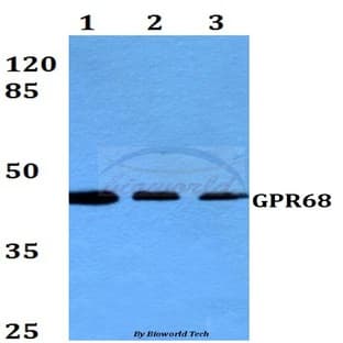 GPR68 (R214) pAb avatar
