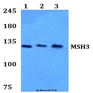 MSH3 (A80) pAb avatar