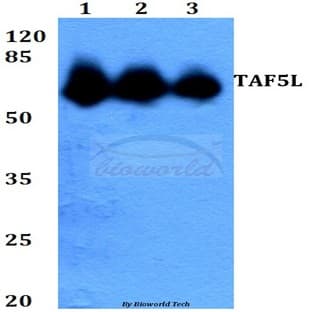 TAF5L (E323) pAb
