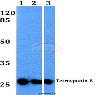 Tetraspanin-8 (S129) pAb avatar