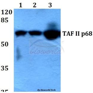 TAF II p68 (N380) pAb avatar