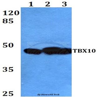 TBX10 (P291) pAb avatar